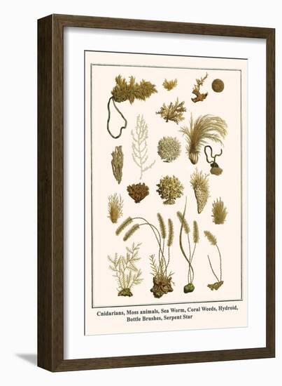 Cnidarians, Moss Animals, Sea Worm, Coral Weeds, Hydroid, Bottle Brushes, Serpent Star-Albertus Seba-Framed Art Print