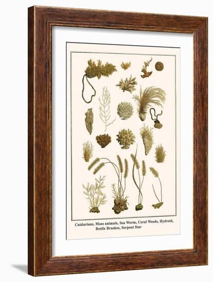 Cnidarians, Moss Animals, Sea Worm, Coral Weeds, Hydroid, Bottle Brushes, Serpent Star-Albertus Seba-Framed Art Print