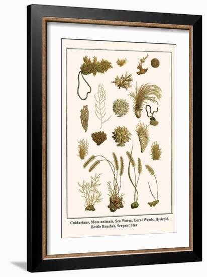 Cnidarians, Moss Animals, Sea Worm, Coral Weeds, Hydroid, Bottle Brushes, Serpent Star-Albertus Seba-Framed Art Print