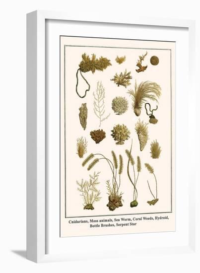 Cnidarians, Moss Animals, Sea Worm, Coral Weeds, Hydroid, Bottle Brushes, Serpent Star-Albertus Seba-Framed Art Print