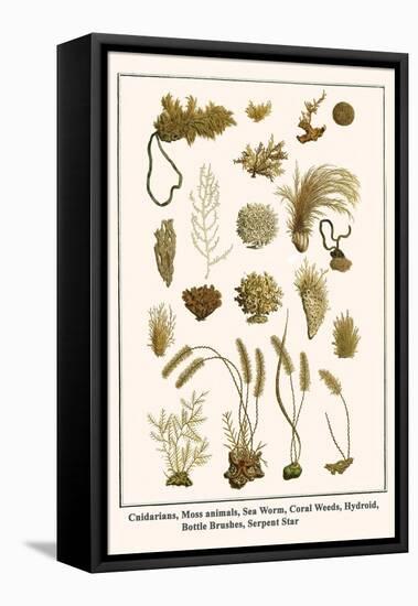 Cnidarians, Moss Animals, Sea Worm, Coral Weeds, Hydroid, Bottle Brushes, Serpent Star-Albertus Seba-Framed Stretched Canvas