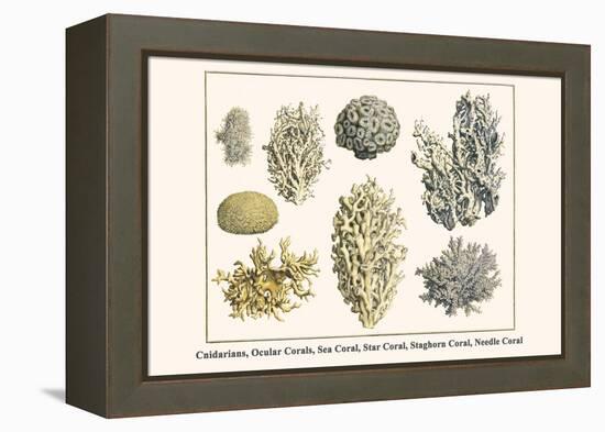 Cnidarians, Ocular Corals, Sea Coral, Star Coral, Staghorn Coral, Needle Coral-Albertus Seba-Framed Stretched Canvas