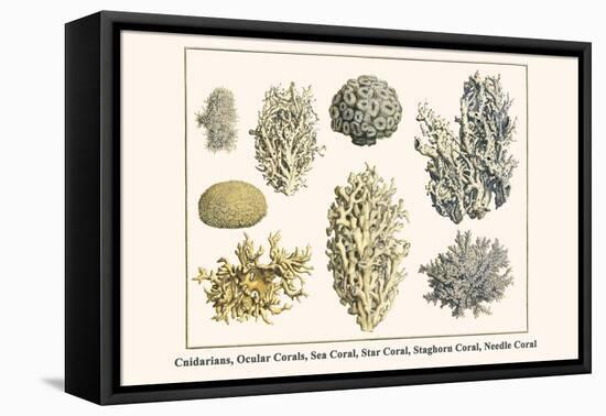 Cnidarians, Ocular Corals, Sea Coral, Star Coral, Staghorn Coral, Needle Coral-Albertus Seba-Framed Stretched Canvas