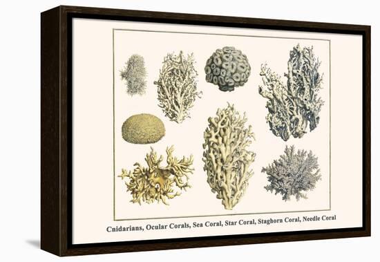 Cnidarians, Ocular Corals, Sea Coral, Star Coral, Staghorn Coral, Needle Coral-Albertus Seba-Framed Stretched Canvas