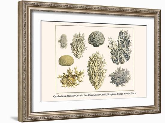 Cnidarians, Ocular Corals, Sea Coral, Star Coral, Staghorn Coral, Needle Coral-Albertus Seba-Framed Art Print