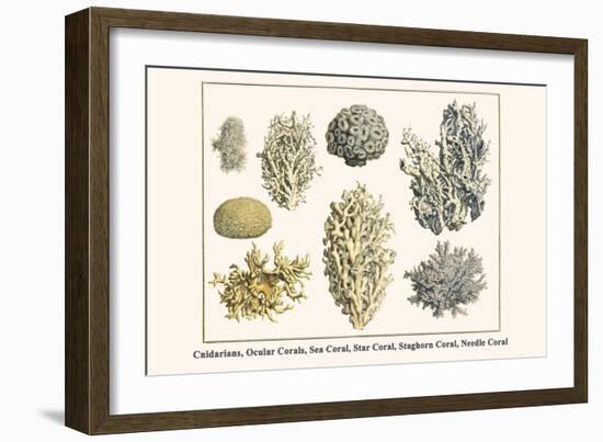 Cnidarians, Ocular Corals, Sea Coral, Star Coral, Staghorn Coral, Needle Coral-Albertus Seba-Framed Art Print