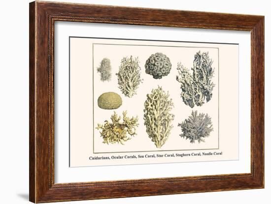 Cnidarians, Ocular Corals, Sea Coral, Star Coral, Staghorn Coral, Needle Coral-Albertus Seba-Framed Art Print