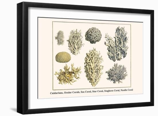 Cnidarians, Ocular Corals, Sea Coral, Star Coral, Staghorn Coral, Needle Coral-Albertus Seba-Framed Art Print