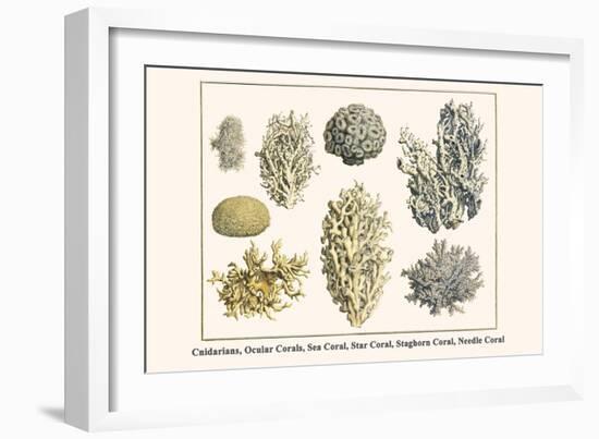 Cnidarians, Ocular Corals, Sea Coral, Star Coral, Staghorn Coral, Needle Coral-Albertus Seba-Framed Art Print