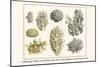 Cnidarians, Ocular Corals, Sea Coral, Star Coral, Staghorn Coral, Needle Coral-Albertus Seba-Mounted Art Print