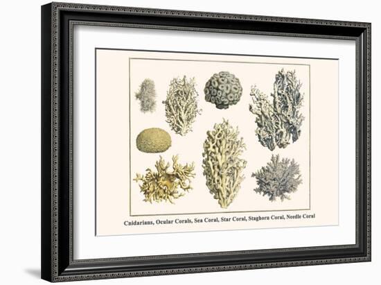 Cnidarians, Ocular Corals, Sea Coral, Star Coral, Staghorn Coral, Needle Coral-Albertus Seba-Framed Art Print