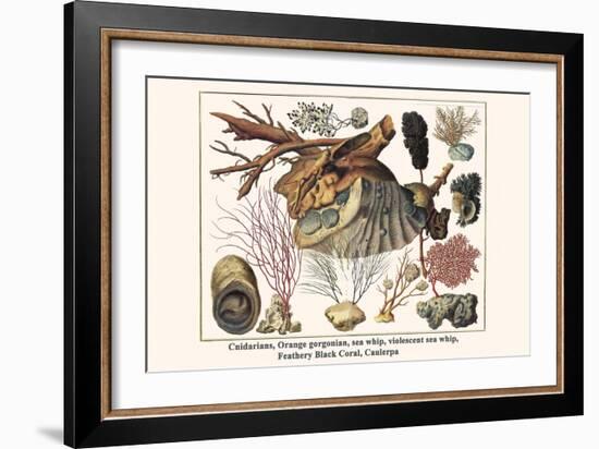 Cnidarians, Orange Gorgonian, Sea Whip, Violescent Sea Whip, Feathery Black Coral, Caulerpa-Albertus Seba-Framed Art Print