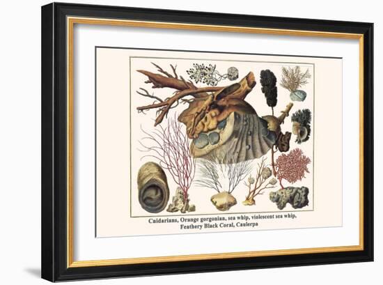Cnidarians, Orange Gorgonian, Sea Whip, Violescent Sea Whip, Feathery Black Coral, Caulerpa-Albertus Seba-Framed Art Print
