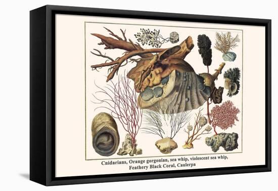 Cnidarians, Orange Gorgonian, Sea Whip, Violescent Sea Whip, Feathery Black Coral, Caulerpa-Albertus Seba-Framed Stretched Canvas