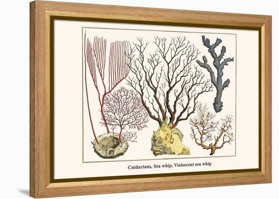 Cnidarians, Sea Whip, Violescent Sea Whip-Albertus Seba-Framed Stretched Canvas