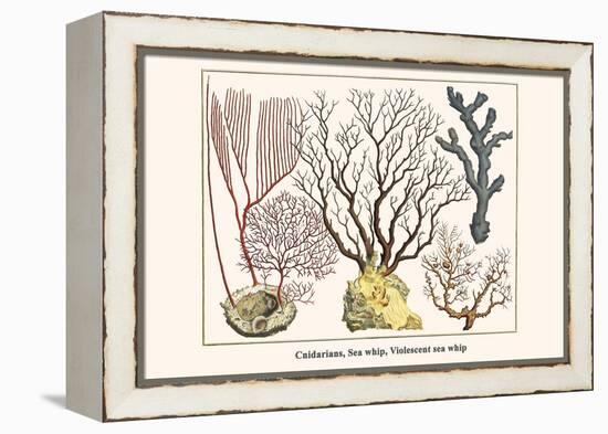 Cnidarians, Sea Whip, Violescent Sea Whip-Albertus Seba-Framed Stretched Canvas