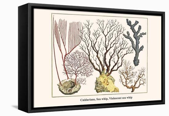 Cnidarians, Sea Whip, Violescent Sea Whip-Albertus Seba-Framed Stretched Canvas