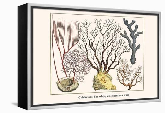 Cnidarians, Sea Whip, Violescent Sea Whip-Albertus Seba-Framed Stretched Canvas