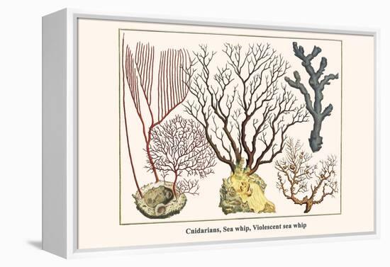 Cnidarians, Sea Whip, Violescent Sea Whip-Albertus Seba-Framed Stretched Canvas