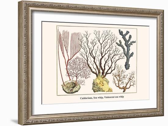 Cnidarians, Sea Whip, Violescent Sea Whip-Albertus Seba-Framed Art Print