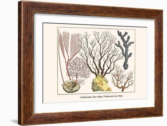 Cnidarians, Sea Whip, Violescent Sea Whip-Albertus Seba-Framed Art Print