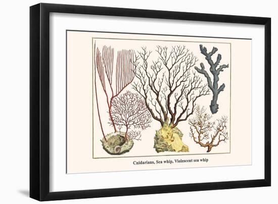 Cnidarians, Sea Whip, Violescent Sea Whip-Albertus Seba-Framed Art Print