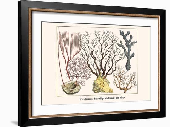 Cnidarians, Sea Whip, Violescent Sea Whip-Albertus Seba-Framed Art Print