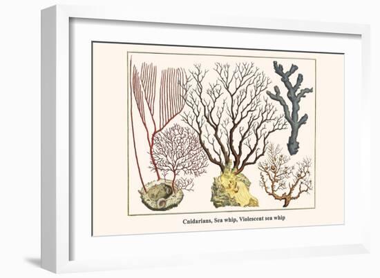 Cnidarians, Sea Whip, Violescent Sea Whip-Albertus Seba-Framed Art Print