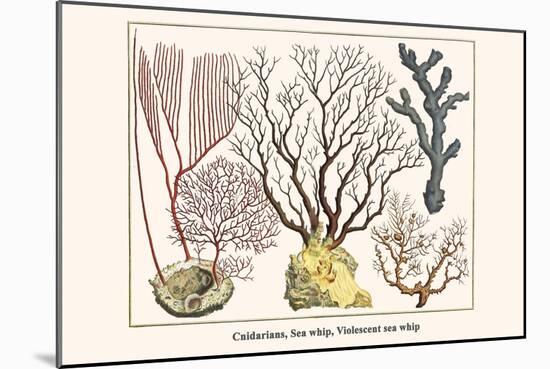 Cnidarians, Sea Whip, Violescent Sea Whip-Albertus Seba-Mounted Art Print