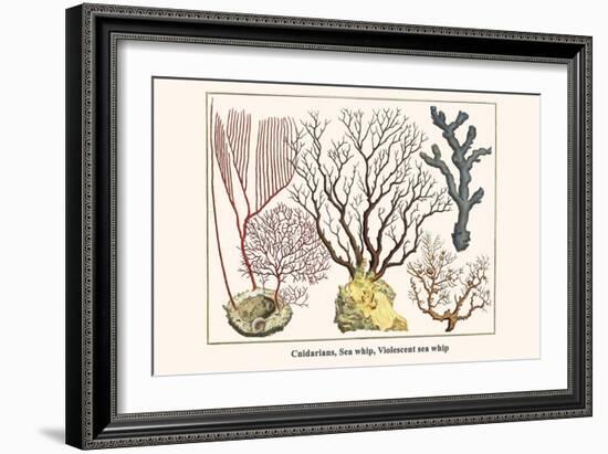 Cnidarians, Sea Whip, Violescent Sea Whip-Albertus Seba-Framed Art Print