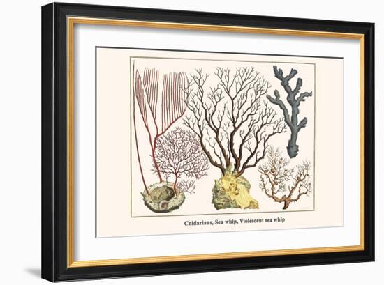 Cnidarians, Sea Whip, Violescent Sea Whip-Albertus Seba-Framed Art Print