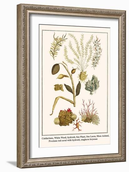 Cnidarians, White Weed, Hydroid, Sea Plant, Sea Laces, Moss Animal, etc.-Albertus Seba-Framed Art Print