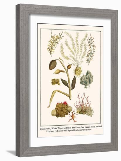 Cnidarians, White Weed, Hydroid, Sea Plant, Sea Laces, Moss Animal, etc.-Albertus Seba-Framed Art Print