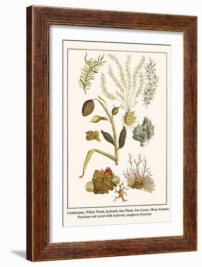 Cnidarians, White Weed, Hydroid, Sea Plant, Sea Laces, Moss Animal, etc.-Albertus Seba-Framed Art Print