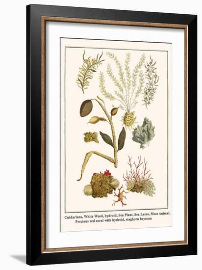 Cnidarians, White Weed, Hydroid, Sea Plant, Sea Laces, Moss Animal, etc.-Albertus Seba-Framed Art Print