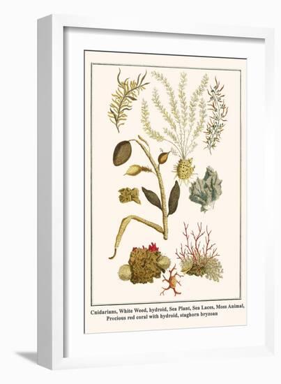 Cnidarians, White Weed, Hydroid, Sea Plant, Sea Laces, Moss Animal, etc.-Albertus Seba-Framed Art Print