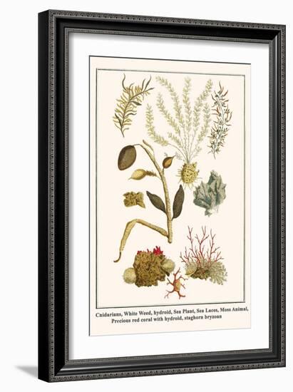 Cnidarians, White Weed, Hydroid, Sea Plant, Sea Laces, Moss Animal, etc.-Albertus Seba-Framed Art Print