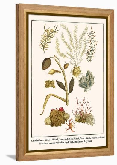 Cnidarians, White Weed, Hydroid, Sea Plant, Sea Laces, Moss Animal, etc.-Albertus Seba-Framed Stretched Canvas