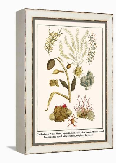 Cnidarians, White Weed, Hydroid, Sea Plant, Sea Laces, Moss Animal, etc.-Albertus Seba-Framed Stretched Canvas