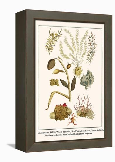 Cnidarians, White Weed, Hydroid, Sea Plant, Sea Laces, Moss Animal, etc.-Albertus Seba-Framed Stretched Canvas