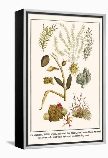 Cnidarians, White Weed, Hydroid, Sea Plant, Sea Laces, Moss Animal, etc.-Albertus Seba-Framed Stretched Canvas