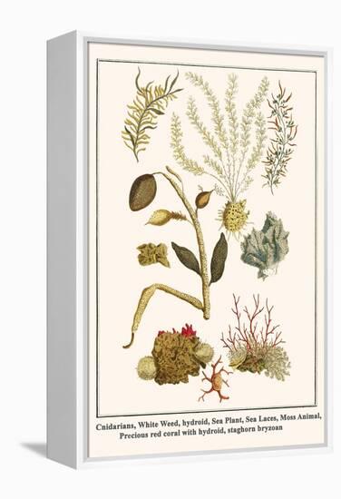 Cnidarians, White Weed, Hydroid, Sea Plant, Sea Laces, Moss Animal, etc.-Albertus Seba-Framed Stretched Canvas