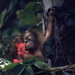 Baby Orangutan in the Jungles of North Borneo-Co Rentmeester-Photographic Print