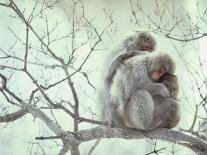 Family of Japanese Macaques Sitting in Tree in Shiga Mountains-Co Rentmeester-Photographic Print