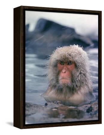 solol sakura 桜 NATURAL MOUNTAIN MONKEYS