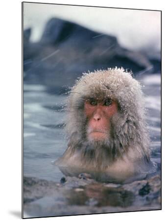 NOVITA ノビタ　NATUNATURAL MOUNTAIN MONKEYS 2025 Explore the world's northernmost monkey (Sai-mura