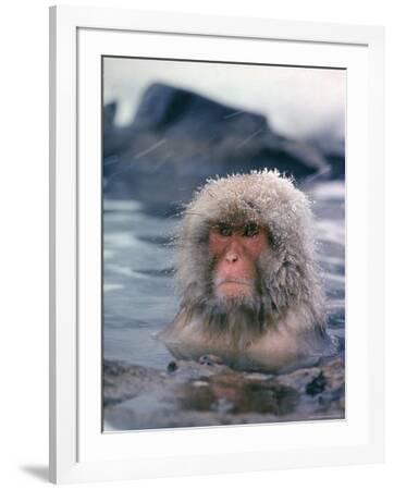 solol sakura 桜 NATURAL MOUNTAIN MONKEYS solol sakura 桜 NATURAL MOUNTAIN MONKEYS（solol sakura 桜