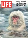 Snow Monkey of Japan in Water, January 30, 1970-Co Rentmeester-Photographic Print