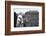 Coach Murray Warmath, Minnesota- Iowa Game, Minneapolis, Minnesota, November 1960-Francis Miller-Framed Photographic Print