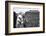 Coach Murray Warmath, Minnesota- Iowa Game, Minneapolis, Minnesota, November 1960-Francis Miller-Framed Photographic Print